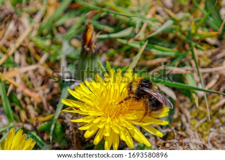 Close up picture of a bumble bee sucking pollen of dandelion, Selective focus of a western honey on carpel of dandelion in the garden, Yellow flowers in the grass field.