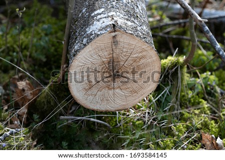 growth rings on a cut down tree
