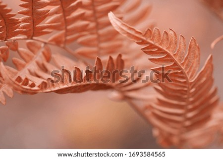 Background image of fern leaves. Designer background. Defocused image of autumn leaves. Beautiful geometric shapes.