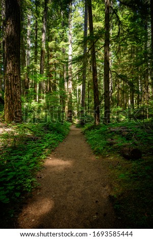 Wide Dirt Trail Through Pine Forest in Washington forest Royalty-Free Stock Photo #1693585444