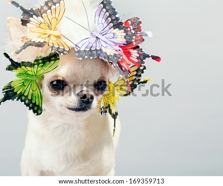 dog chihuahua close up picture