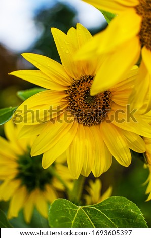 sunflowers grow outdoors in summer on a beautiful sunny day