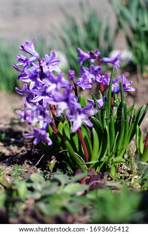 Wonderful hyacinth flowers bloom outdoors in spring on a sunny day limited