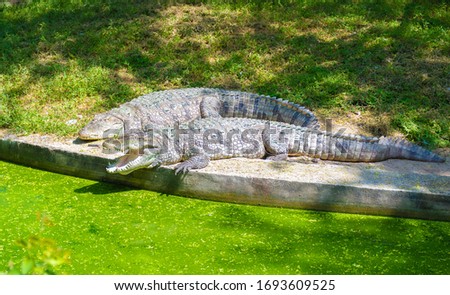 Crocodile at National Zoological Park