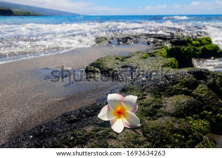 Beautiful Hawaii nature background with plumeria flower. Scenic view with white frangipani flower on the black lava stone in the pacific ocean beach out of focus background. Hawaii Big Island, USA.