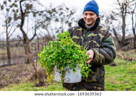 Green parsley plant harvest with happy man showing holding bucket container of vegetable in winter garden vegetable in Ukraine dacha