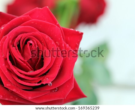 red rose on abstract  green grunge background