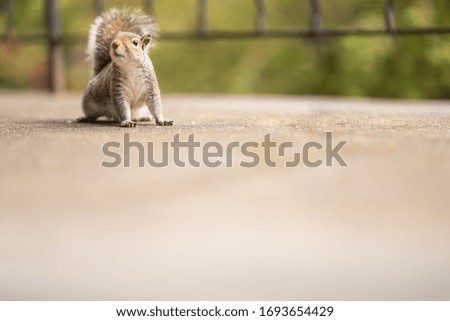 Cute red squirrel looking for a nut. Wildlife photography in the nature. Mammals feeding with nuts. Gray squirrels with fluffy tails. An animal with a funny look. Green background. Copy space