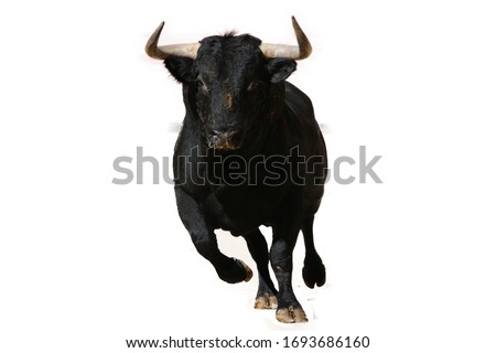 Bull running during spectacle in spain Royalty-Free Stock Photo #1693686160