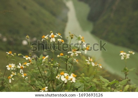 Colorful white, yellow, green flowers blooming in mountains with river in background in Ha Giang province, North Vietnam