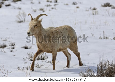 Big horn sheep graze amongst the snow and sage brush of the National Elk Refuge near Jackson Wyoming