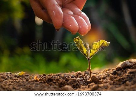 Hand touching is dead plant,Dead plant with drop of water from in the morning light on ground background. raised bed gardening,death of growth,Photo hope and Agriculture concept idea.