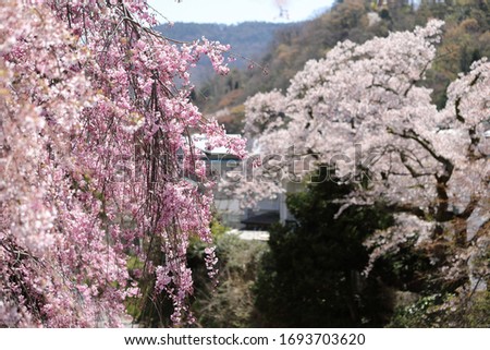Japanese cherry blossom flowers in Hakone