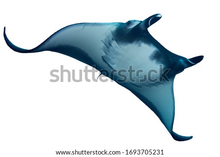 Oceanic Manta Ray isolated on white background 