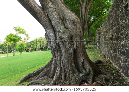 A white cedar tree isolated near a stone wall built by the British Empire during their occupation of Saint Lucia centuries ago with a mesmerizing green landscape background