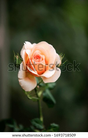 Still life macro photography of a single apricot rose in a garden