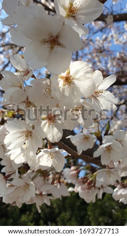 Picture of cherry blossoms blooming in the upcoming summer  With white, pink, very beautiful  After watching, it makes the mind comfortable and relaxed.