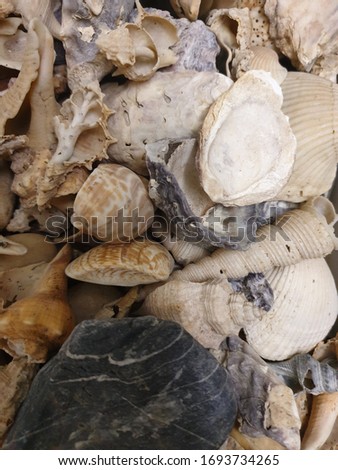 Shell and white surface image