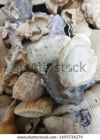 Shell and white surface image