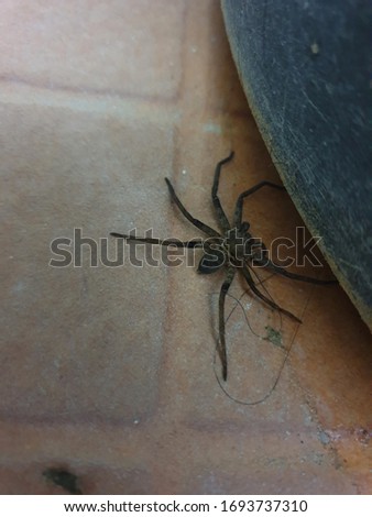 Black spider pictures and brown background