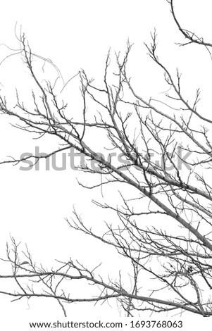 The nature of summer tree branches in Thailand. Make the picture black and white style.