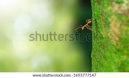 Fire ant on branch in nature