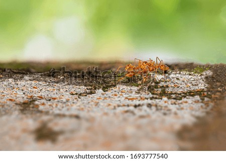 Fire ant on branch in nature