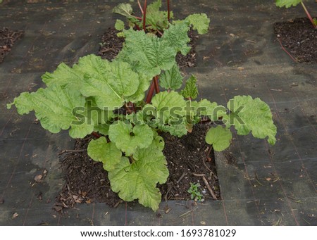 Home Grown Organic Spring Rhubarb Plant (Rheum x hybridum 'Timperley Early') Surrounded by Weed Suppressant Fabric in a Vegetable Garden in Rural Devon, England, UK Royalty-Free Stock Photo #1693781029