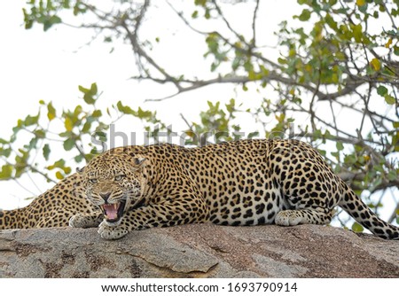 Male and female leopard on a rock during the mating season
