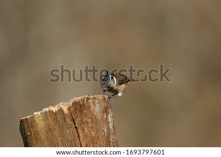 A Crested tit searching for food.