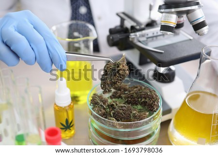 Pharmacist conducts experiment with dried hemp. Promotion and creation cannabis-based medicines. Cannabis study process. Crops and drugs related to therapeutic or medicinal methods Royalty-Free Stock Photo #1693798036