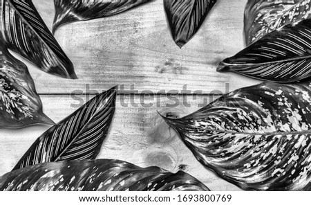 nature leaf on wood background,black and white wallpaper