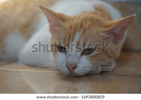 Beautiful and cute cat photos