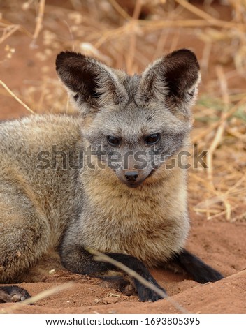 Close up portraut of Bat-eared fox taking a rest
