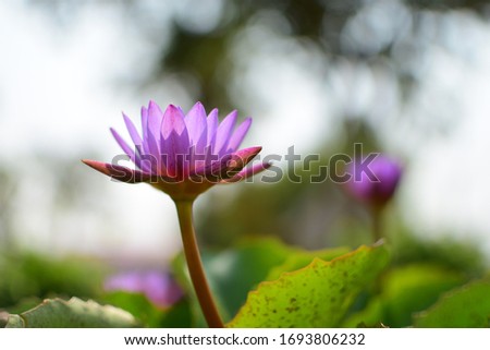 Purple lotus Must have morning sun , cheerful, the beginning of a new day, symbol of happiness and peace, Buddhism