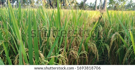 Indian Rice crop field, nature