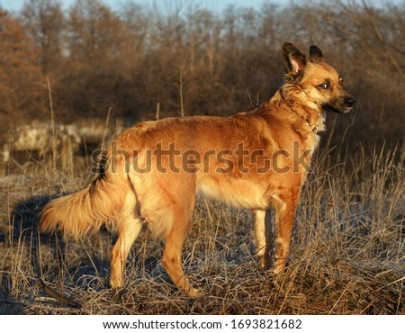 Red-headed yard dogs similar to Dingo. Domestic red dogs similar to Dingo wild dogs Royalty-Free Stock Photo #1693821682