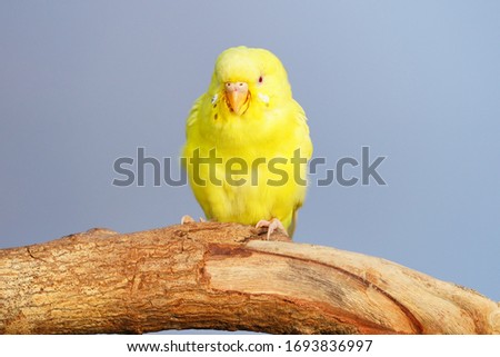 Wonderful yellow bird sitting in a tree                               