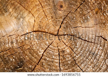 Tree rings old weathered wood texture with the cross section of a cut log. Royalty-Free Stock Photo #1693856755