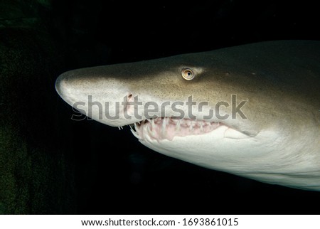 close up picture of scary looking sand tiger shark 