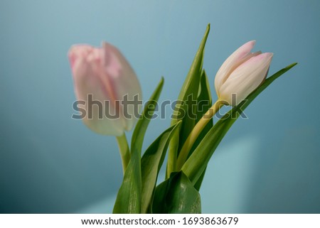 Flowers composition. Tulip flowers on pastel background. Valentines day, mothers day, womens day concept. Festive spring composition.