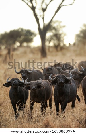 Herd of buffaloes facing the camera in defensive mode