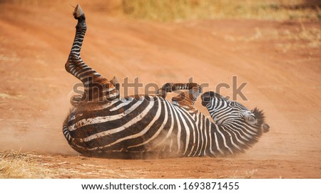 Zebra rolling her back in the red sand in Tarangire National Park
