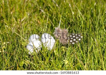 three white, speckled eggs and bird feather on spring grass