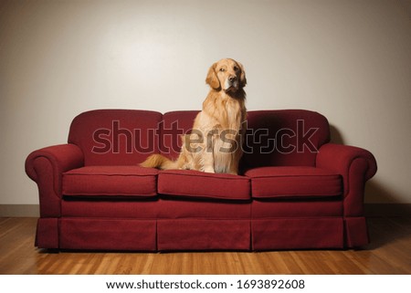 Golden retriever dog on burgundy sofa looking to left of picture