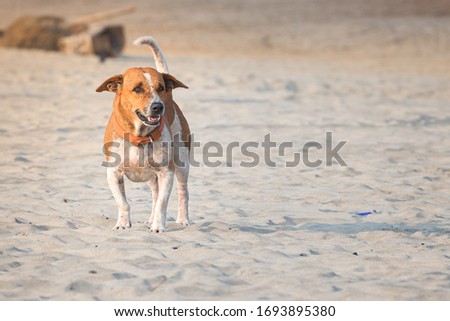 
Goan homeless dog by the sea on the beach in Arambol
