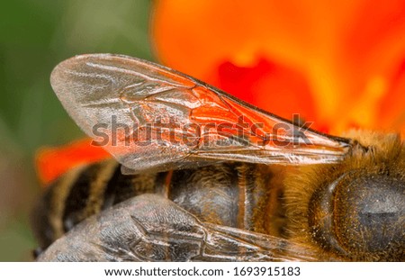  Beautiful  Wings of bee  macro in green nature 