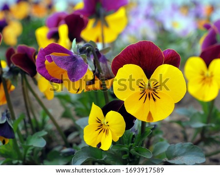  	Horned violet bloom in the spring in the garden