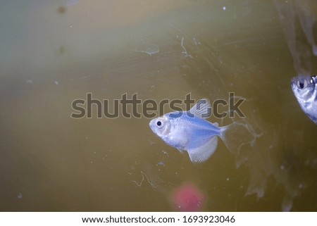 small fish in an aquarium of bright colors