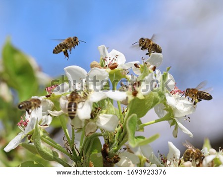 honey bees pollinating white blossoms of a pear tree with blue sky background, close up, macro shot of collecting bees Royalty-Free Stock Photo #1693923376